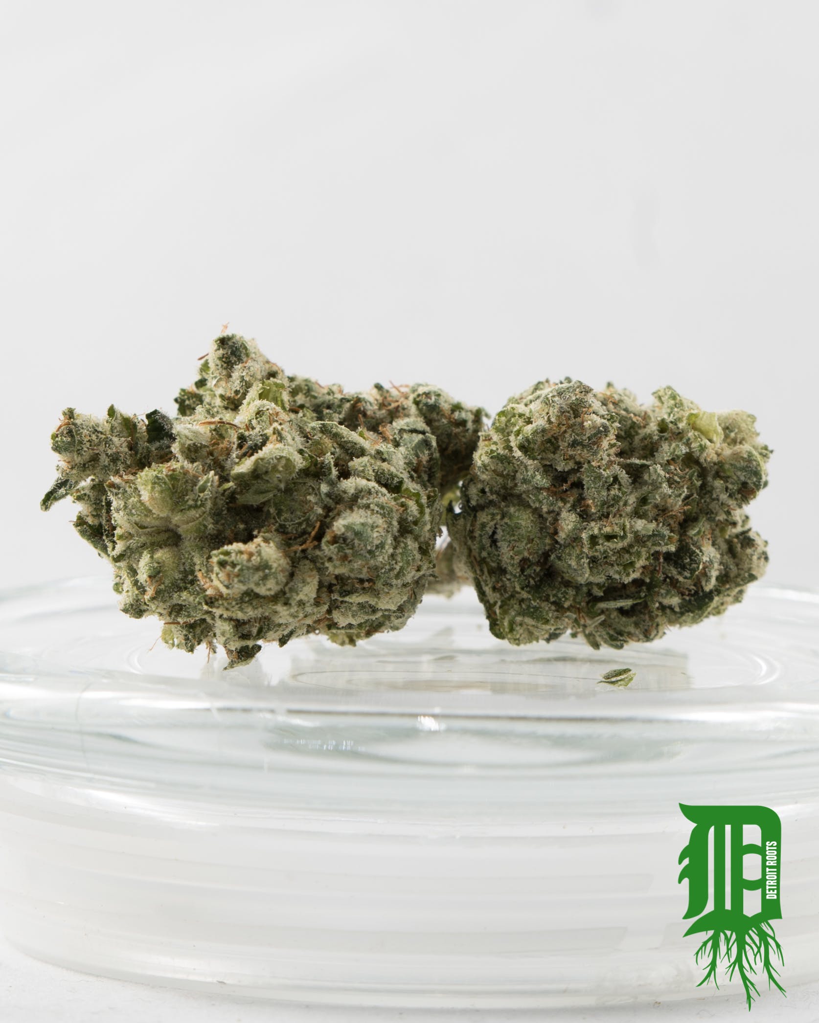 marijuana-dispensaries-12604-e-jefferson-ave-detroit-true-glue