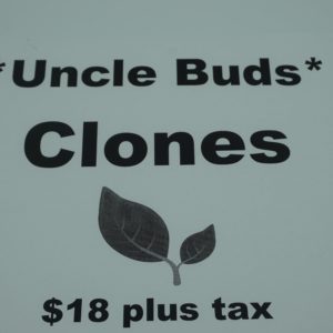 Uncle Buds Clones Goji OG Sativa/hybrid