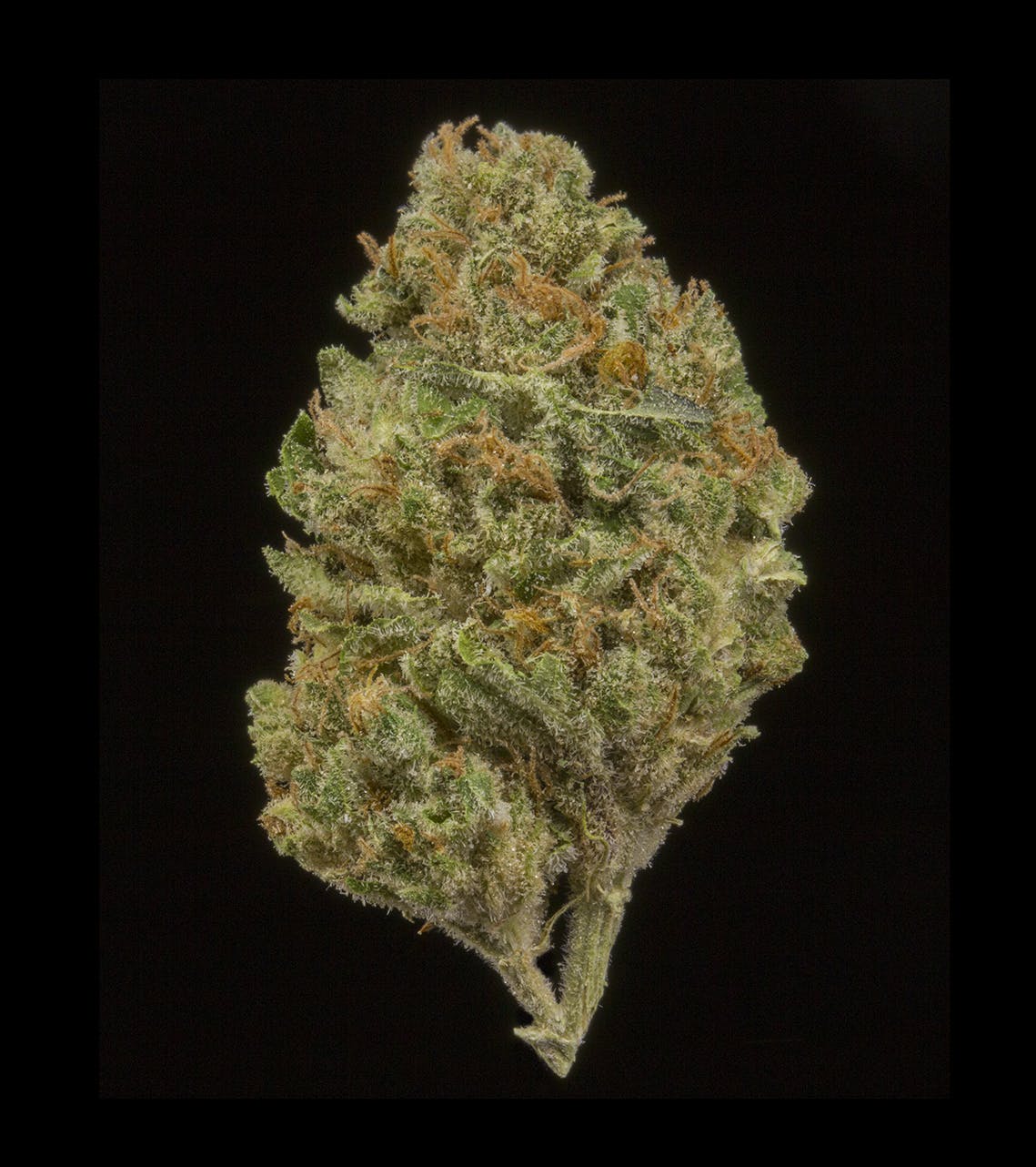 marijuana-dispensaries-118-conz-st-northampton-walker-kush-au-limit-3-5g-flower-and-3-5g-shake-and-3-0-75-pre-rolls-no-med-limit