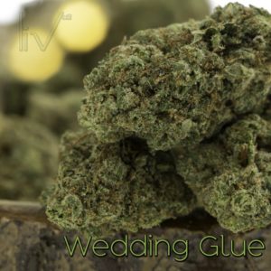 Wedding Glue Hybrid Indica