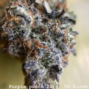 West Coast Sunrise - Purple Punch 3.5g