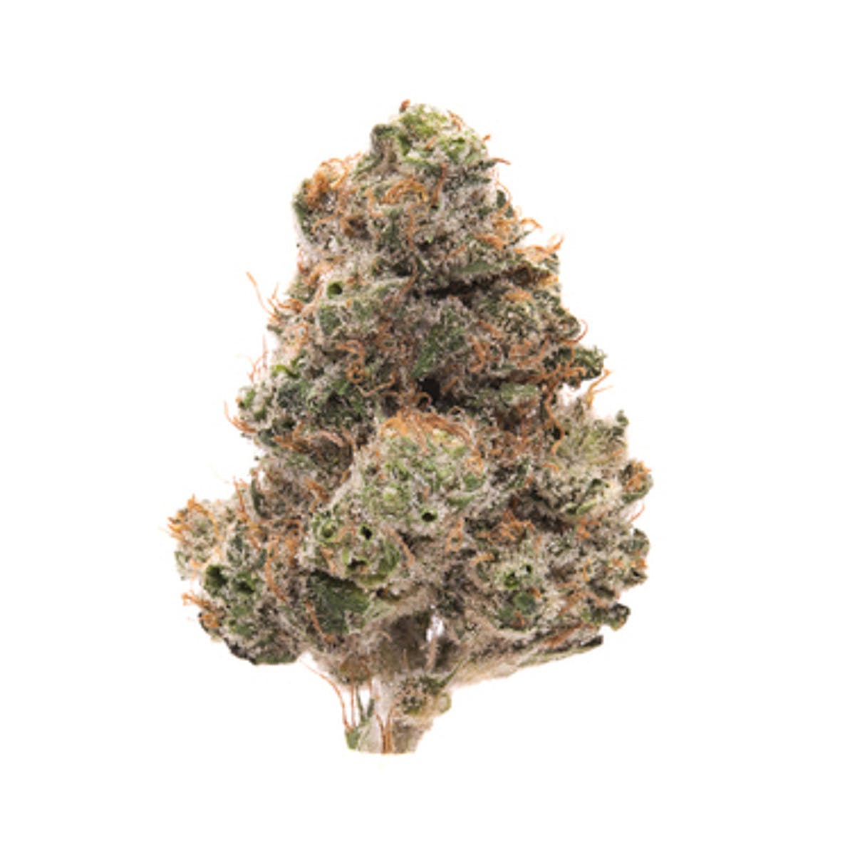 indica-terrapin-care-station-white-poison