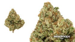 marijuana-dispensaries-2001-harbor-blvd-suite-23101-costa-mesa-white-romulan-a-c2-80cexclusivea-c2-80c