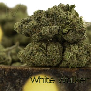 White Walker Hybrid Sativa