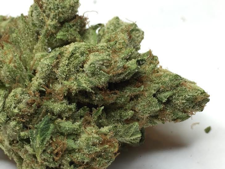 indica-wicked-legend
