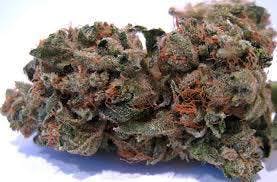 marijuana-dispensaries-3019-toupal-drive-trinidad-zodiac-hybrid-26-00-25