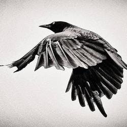 Blackbird Crow - Medical Marijuana Doctors - Cannabizme.com