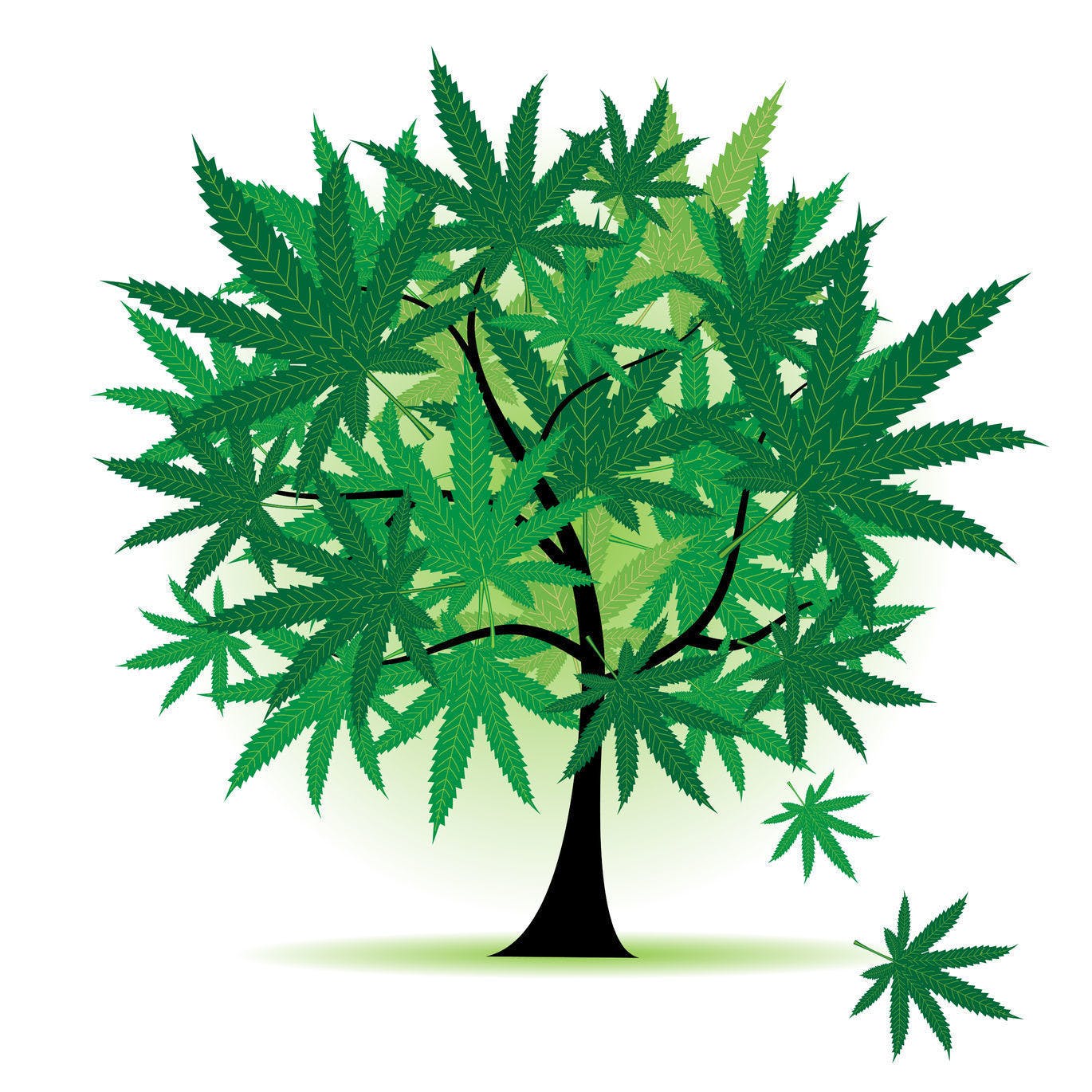 Cannabis Tree - Medical Marijuana Doctors - Cannabizme.com