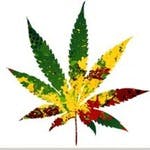 Going Green Sweet Home - Medical Marijuana Doctors - Cannabizme.com