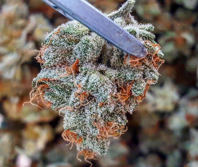 High Bush Buds - Medical Marijuana Doctors - Cannabizme.com