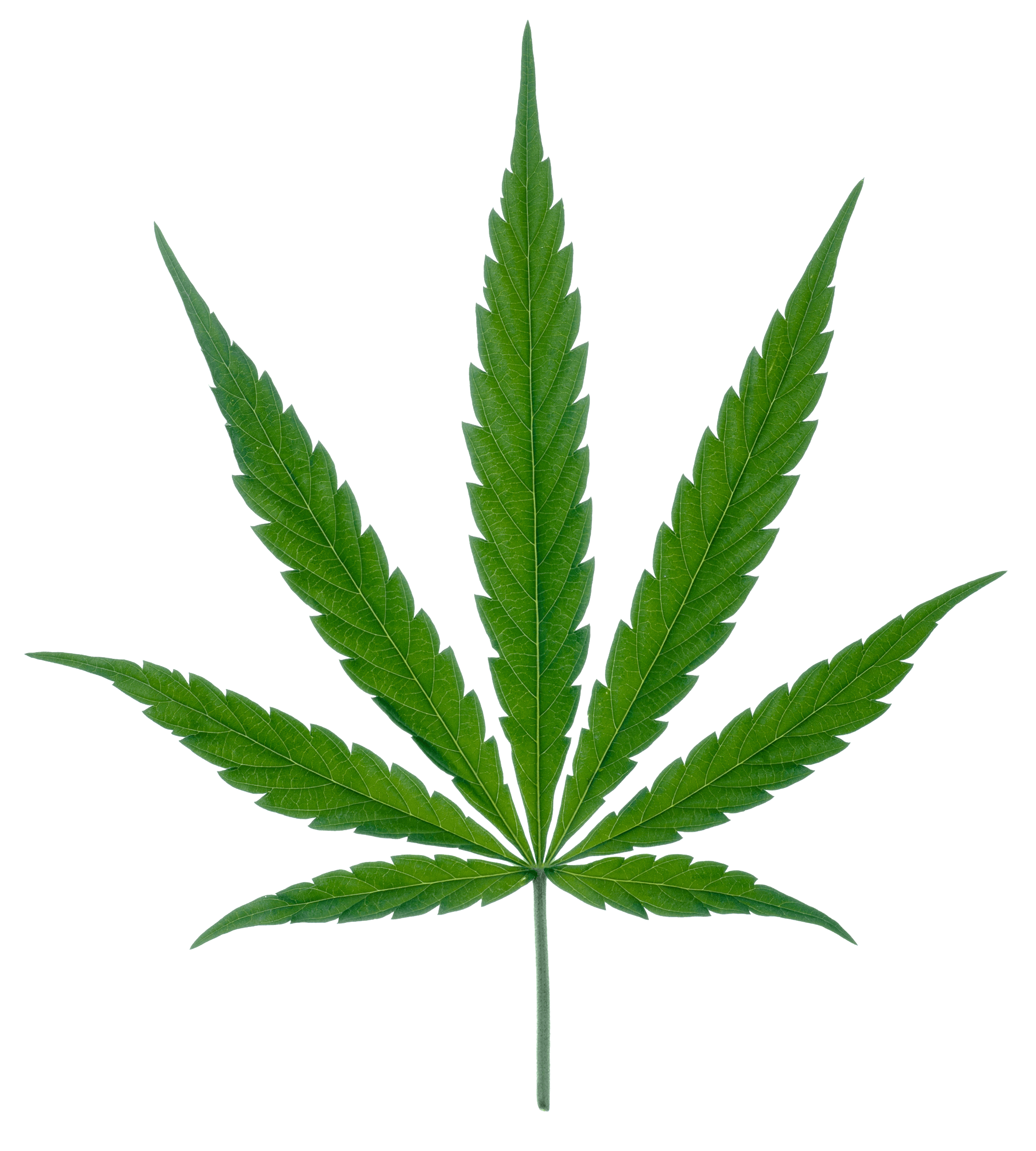 KUSH OUTLIT - Medical Marijuana Doctors - Cannabizme.com