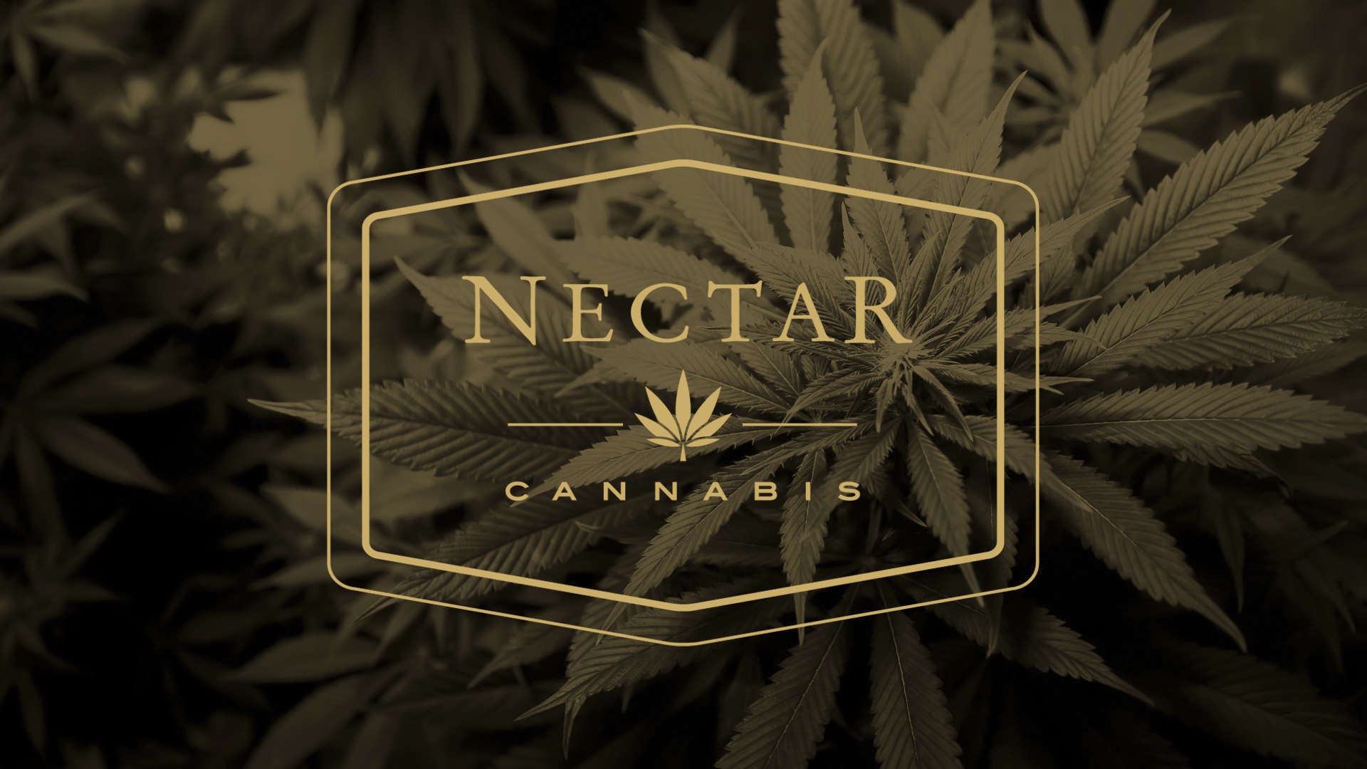 Nectar - Tillamook - Medical Marijuana Doctors - Cannabizme.com