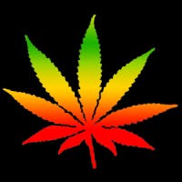 NW Homegrown - Medical Marijuana Doctors - Cannabizme.com