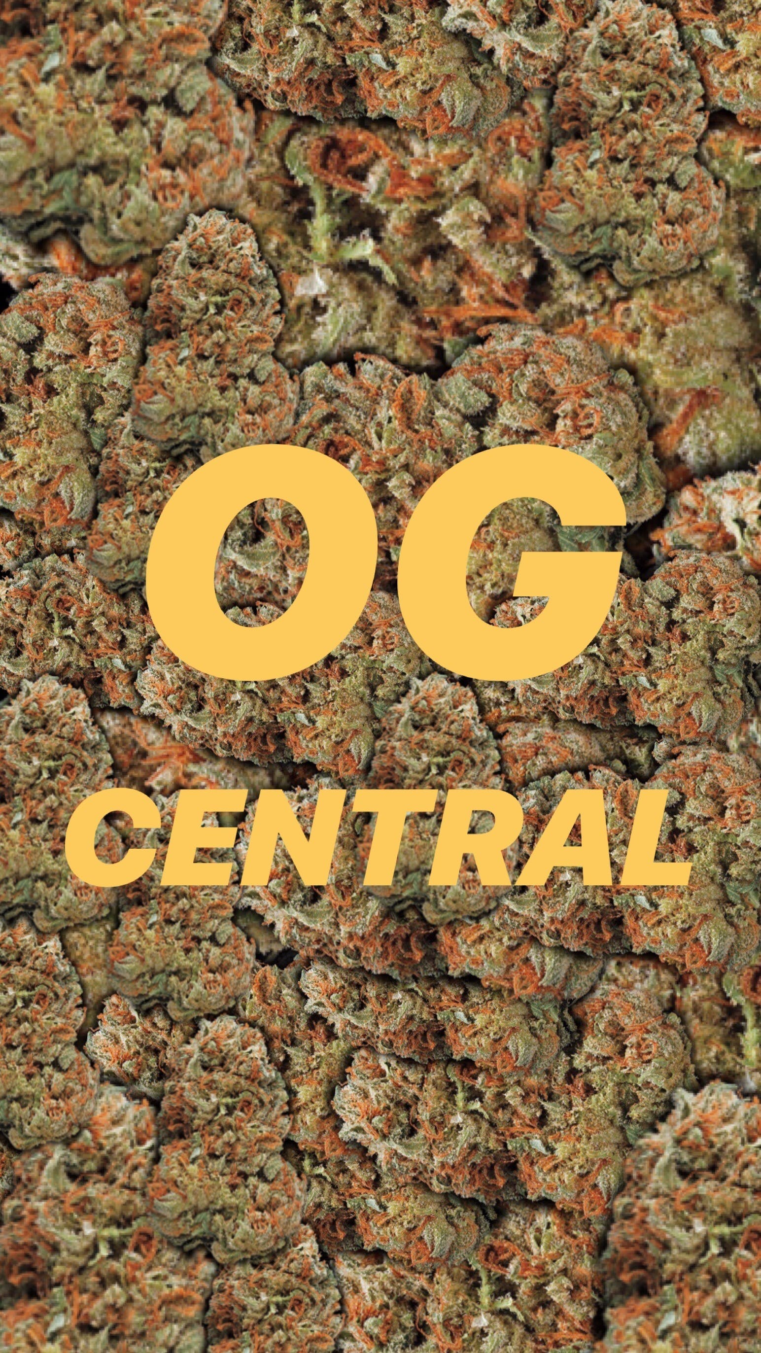 OG Central 20 Cap - Medical Marijuana Doctors - Cannabizme.com