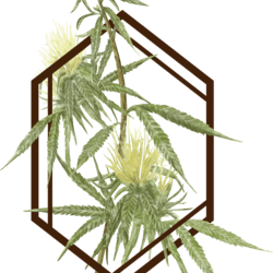 The Botanist - Middletown (Newly Opened) - Medical Marijuana Doctors - Cannabizme.com